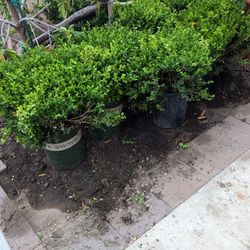 Japanesebox Plants