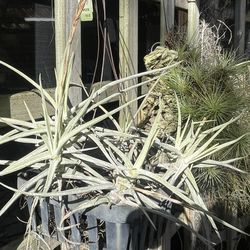 Airplants In Basket 