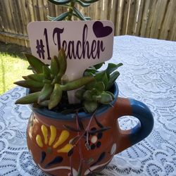 Teachers Week / Mothers Day Succlents 