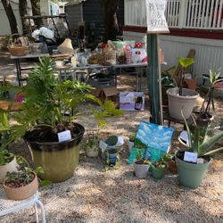 Plants For Sale 