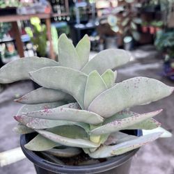 Crassula Falcata 