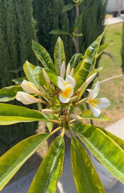 White and yellow plumaria