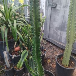 Euphorbia Cactus Succulent Plant