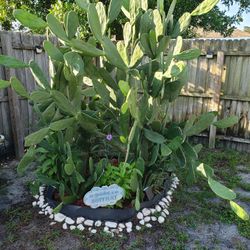 PLANTS FOR SALE!