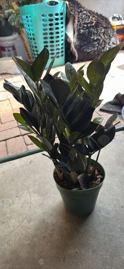 Zz raven plant