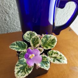 Miniature Fancy Variegated Purple Flowering  African  Violet 