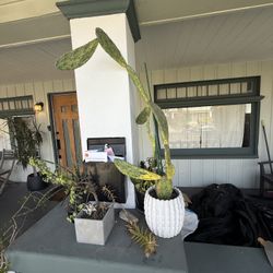 Assorted Succulents w/ pots!