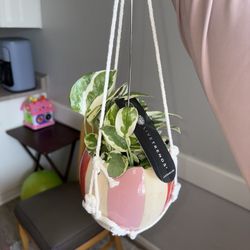 House Plant 