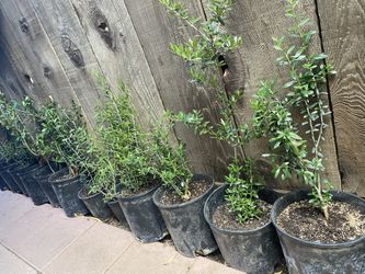 Olive Trees For Sale $25 Each About 2 Foot Tall