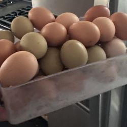 Fresh Eggs