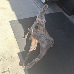 XXL driftwood