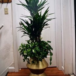 Beautiful Triple Yucca 