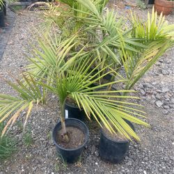 Plam Tree