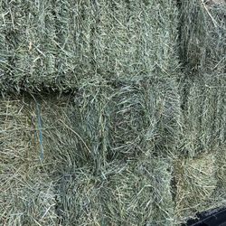 Orchard Alfalfa Hay