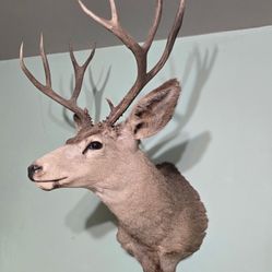 Large Deer Mount 