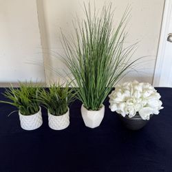 Decor Plants 