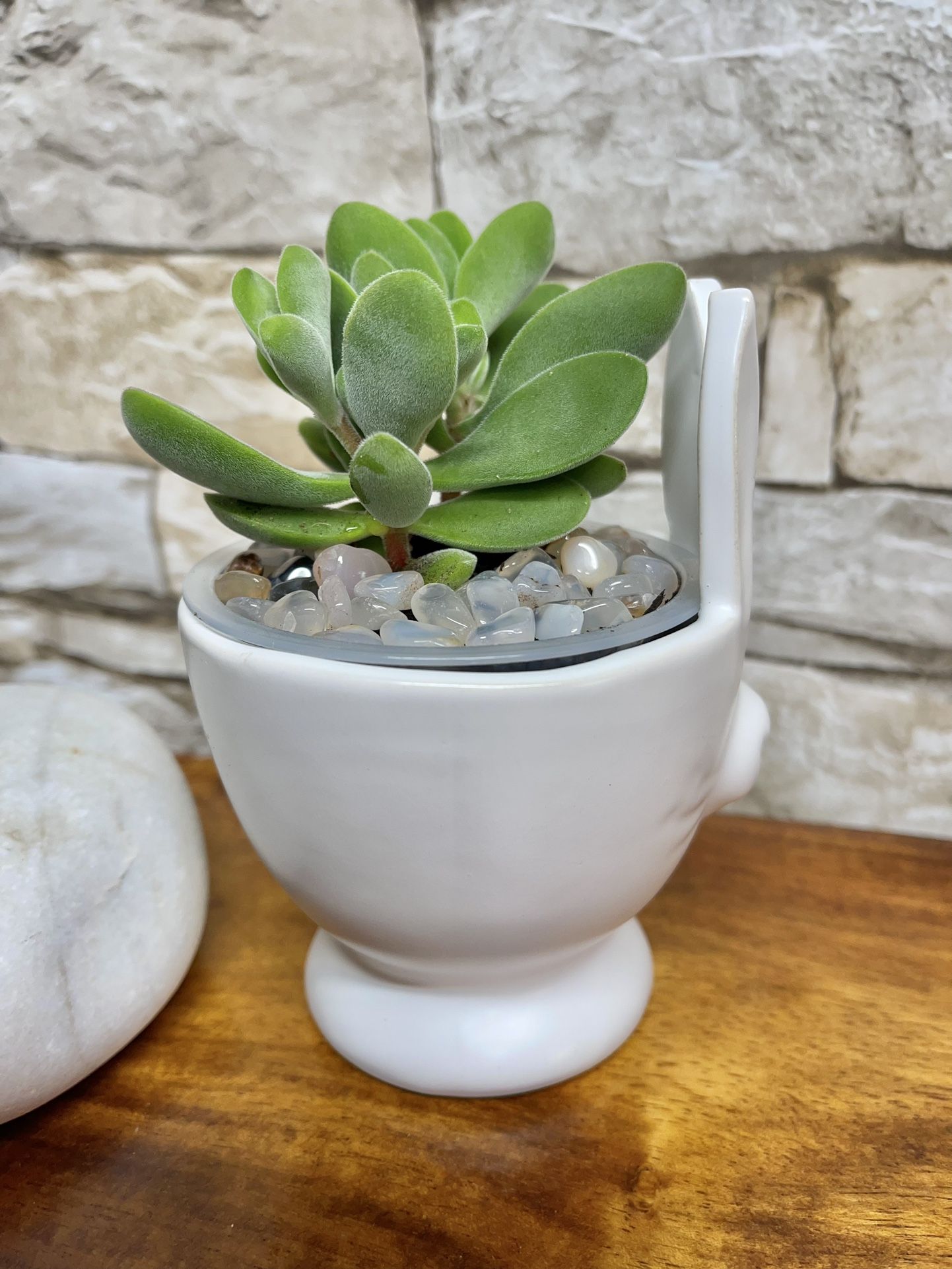 Succulent In Cute Ceramic Pot 3"H.