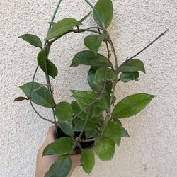 Beautiful Hoya Carnosa Plant