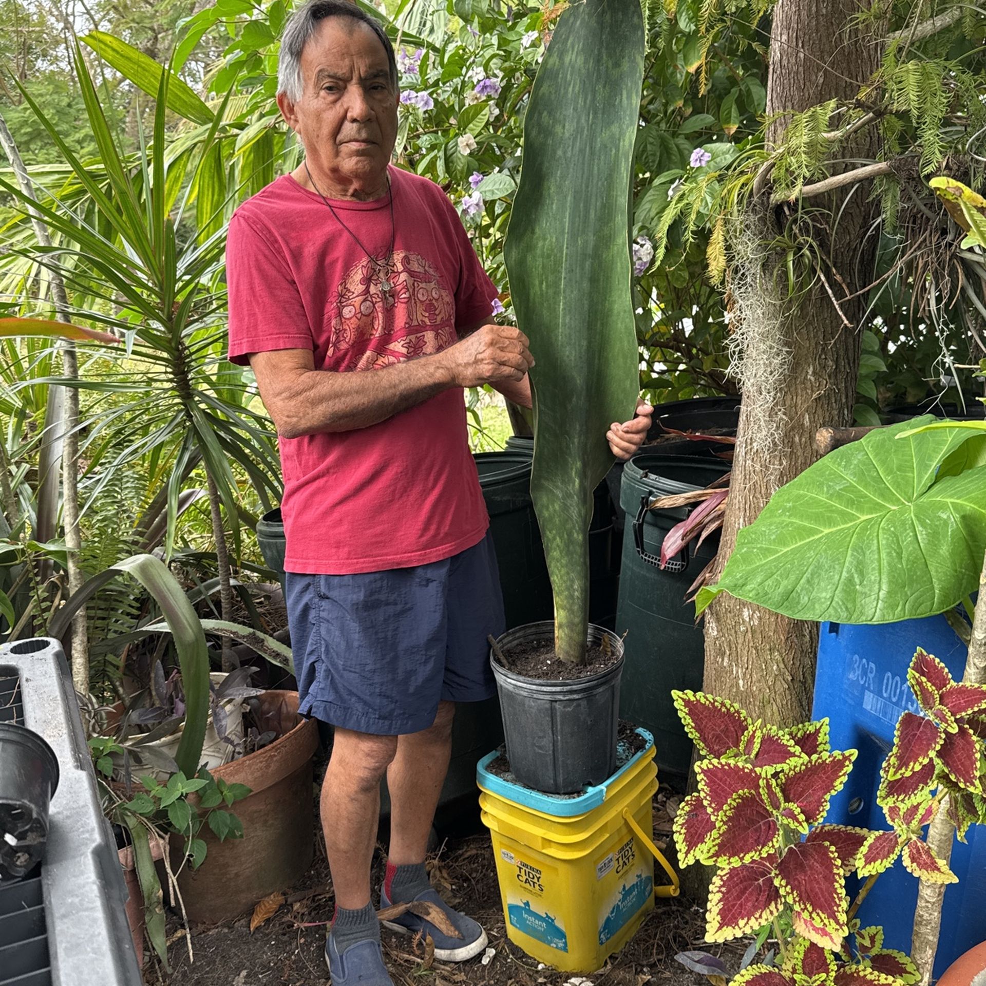 Whales Fin sansevieria Plant
