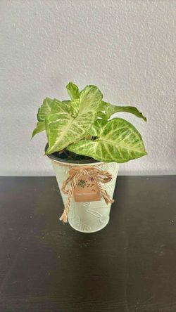 Real Syngonium plant