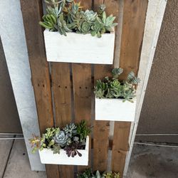 Hanging Planter With Mix Succulents