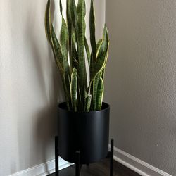 SNAKE PLANT 🪴🐍