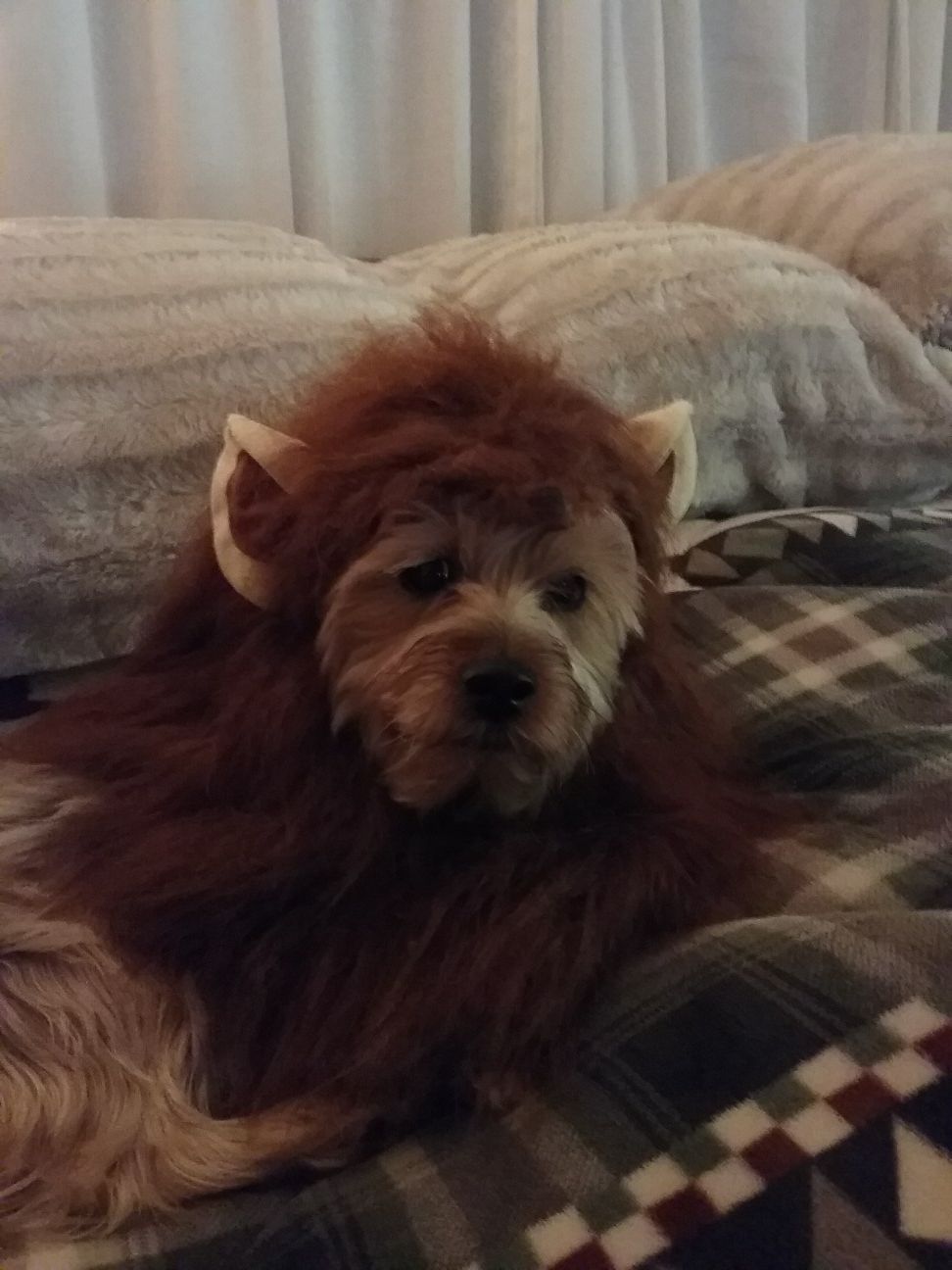 Dog Halloween costume, animal costume, lion's mane, for a dog