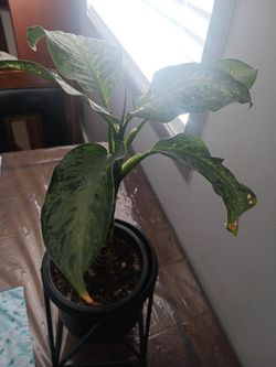 Dieffenbachia Plant