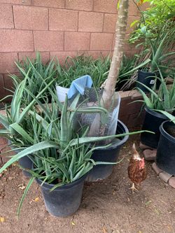 Countless Amount of plants