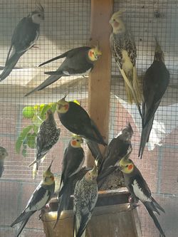 Bird cage