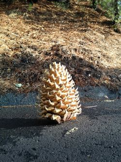Large Pinecone, Great Shape , Sugar Sap On Points , Shipping Available 