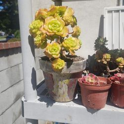 Succulents Plants Mother's Day Of Aeonium Bouquet  Golden With Pot Pick Up In Upland 
