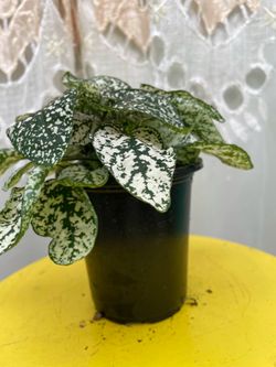 Hypoestes