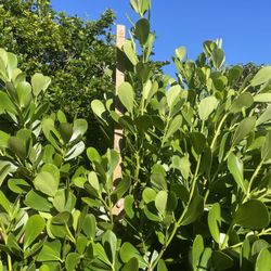 Clusia for Sale - Various Sizes Available 