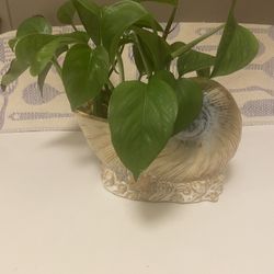 Pathos plant In unique glazed ceramic shell planter with drainage
