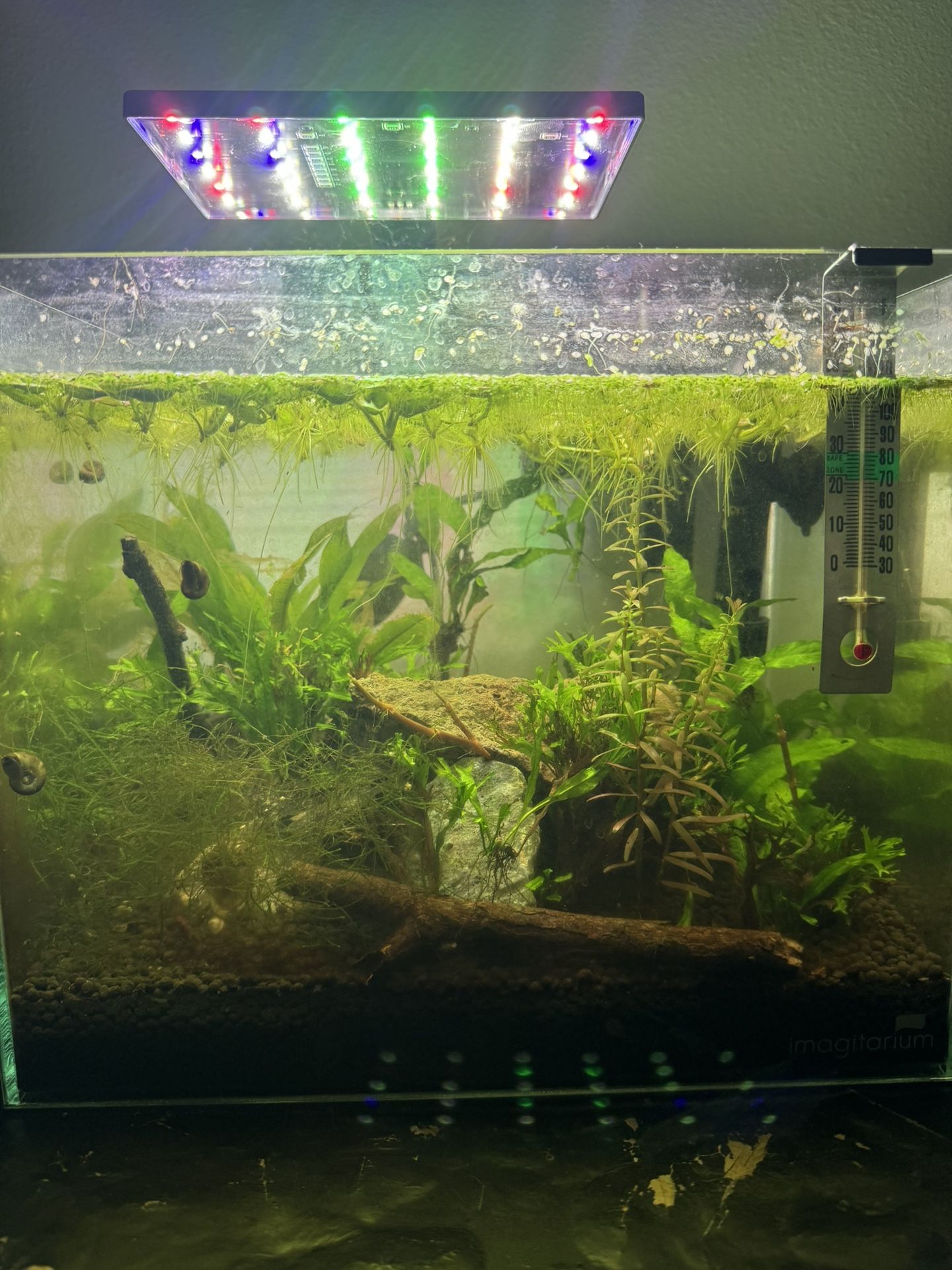 Fish Tank Rimless