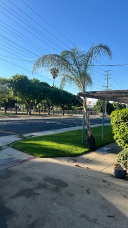 Palm Tree $120