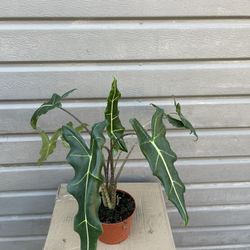 6” alocasia sarian