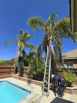 Tree W0rk 559 Area