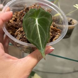 Black Velvet Alocasia