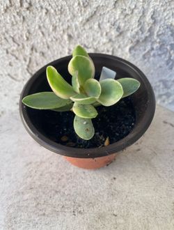 3 Inch Pot Succulent Plant - Crassula Swaziensis Variegata - Money Maker Variegated - Rooted & Established - Drought Resistant 🪴