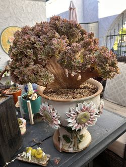 Gorgeous Korean Imported Succulents In Custom Handmade Planters Perfect Living Christmas Gift 