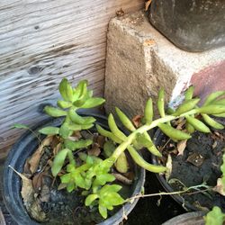 Suculenta