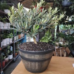 Olive Bonsai Tree 