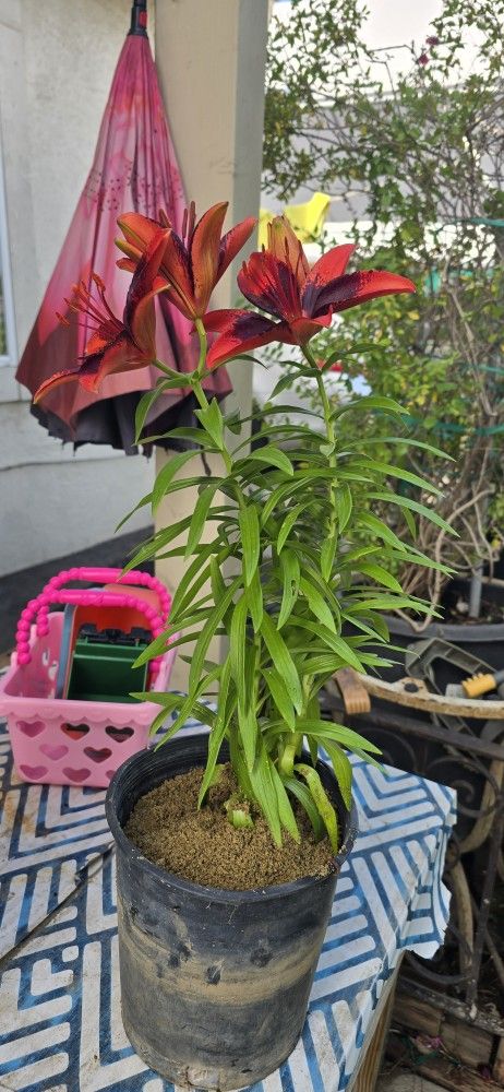 Lily