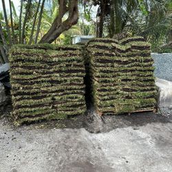 St. Augustine Sod - $225 Per Pallet