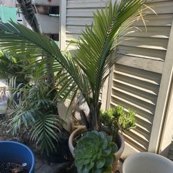 BEAUTIFUL MAJESTY PALM WITH 3 SUCULENTS Plants 