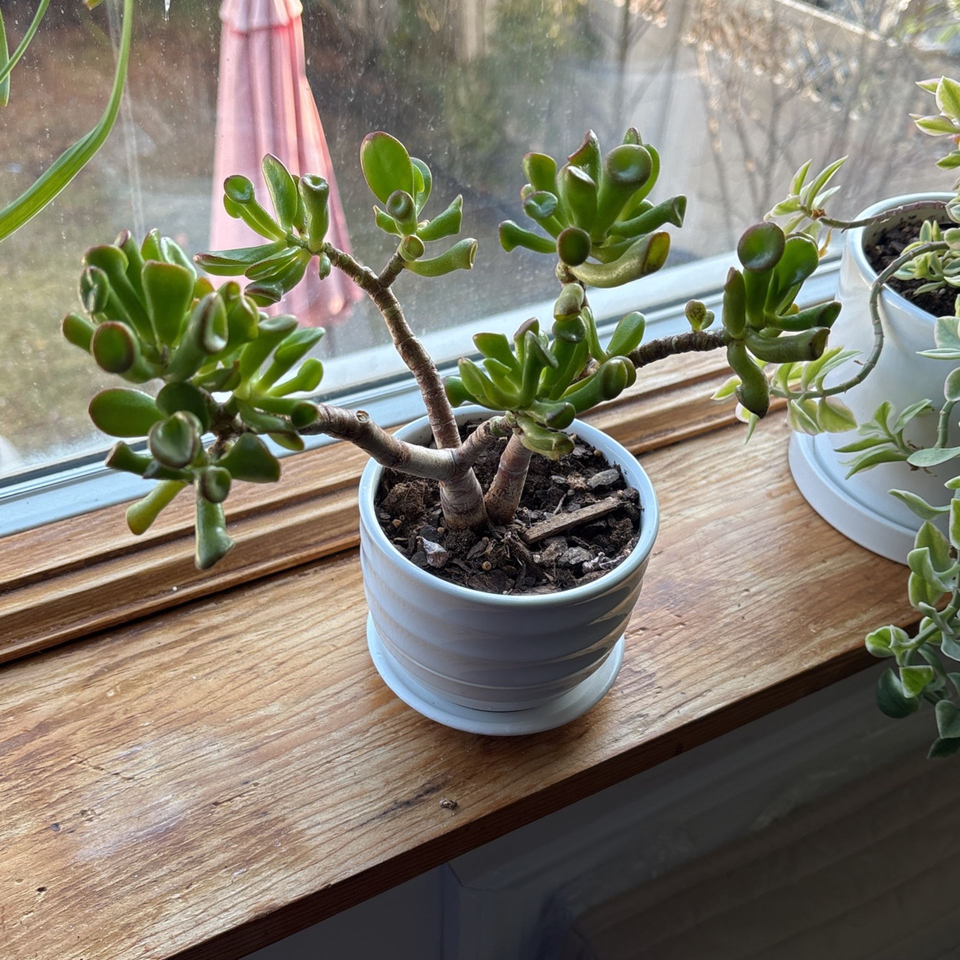 Small Succulent Plant “ Jade ET Fingers “