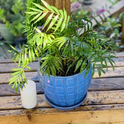 Live indoor Neanthe Bella in a ceramic planter pot—firm price
