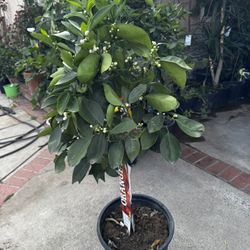 The Flowering Washington Navel Organic Orange Tree (Citrus sinensis ‘Washington’) is a classic, time-honored variety that’s perfect for home gardeners